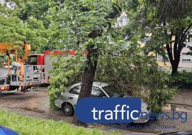 Гнил клон се стовари върху кола в Кършияка след силния дъжд, свидетел: Подавали сме 8 сигнала ВИДЕО