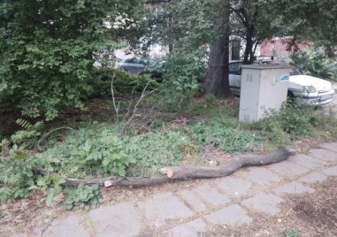 Втори инцидент в рамките на ден: 8 метров клон се стовари в градинка в Кършияка