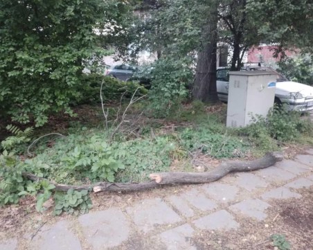 Втори инцидент в рамките на ден: 8 метров клон се стовари в градинка в Кършияка