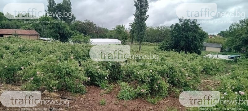 Розоберът в Пловдивско започва, но секторът е в колапс