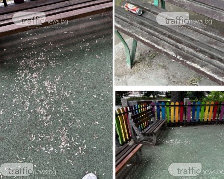 Пловдивските паркове и детски площадки под обсадата на … слънчогледовите семки