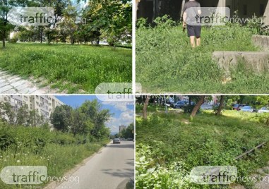 Градът под тепетата или под тревата? Пловдивчани недоволни от буйната растителност