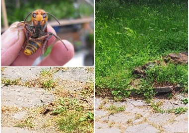 Пролетта дойде, а с нея и нашествието от стършели в Пловдив, какво да правим, ако видим гнездо?