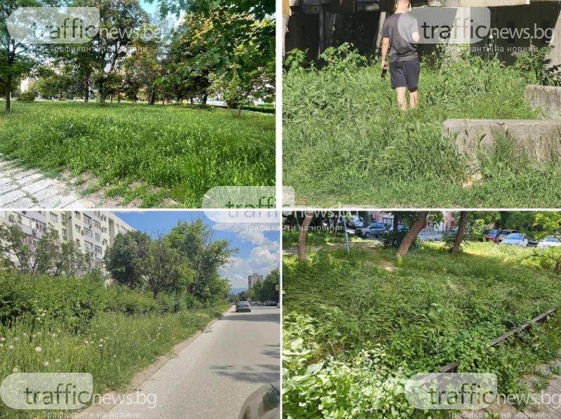 Градът под тепетата или под тревата? Пловдивчани недоволни от буйната растителност