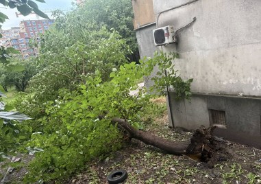 Кючука осъмна с едно изкоренено дърво на бул Александър Стамболийки