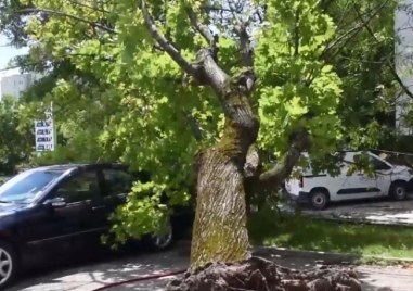 Силен вятър събори дърво върху паркиран автомобил в Хасково При