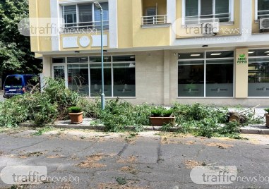 Огромен клон се стовари върху кола на ул Данаил Николаев