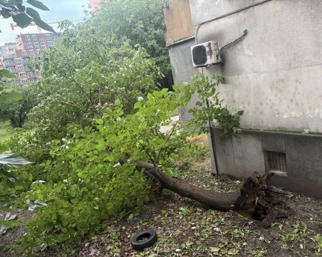 Болно дърво се стовари в Кючука, пловдивчанин: Многократно сме сигнализирали да се вземат мерки