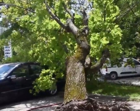 Дърво се стовари върху паркирана кола в Хасково