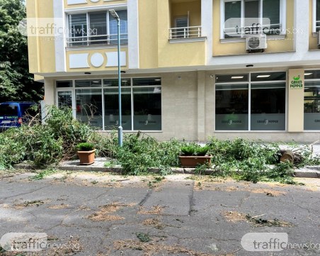 Огромен клон се стовари върху кола, още сигнали за паднали клони в Пловдив