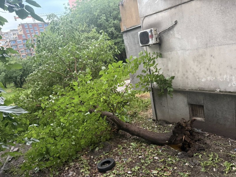 Болно дърво се стовари в Кючука, пловдивчанин: Многократно сме сигнализирали да се вземат мерки