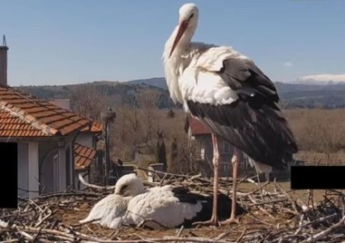 Загинаха и трите щъркелчета на Драго и Драга заради проливните дъждове