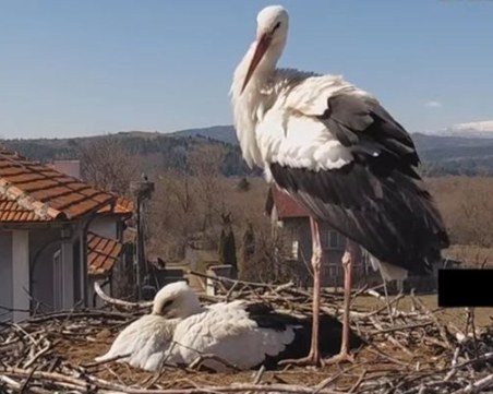 Загинаха и трите щъркелчета на Драго и Драга заради проливните дъждове