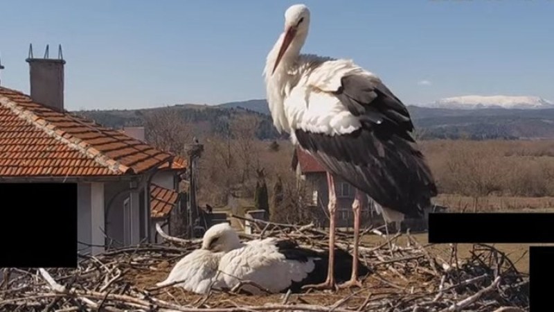 Загинаха и трите щъркелчета на Драго и Драга заради проливните дъждове