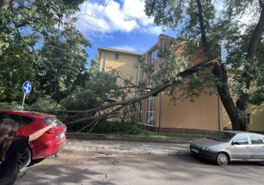 Огромен клон се стовари върху оградата на училище в Кършияка, по чудо без пострадали