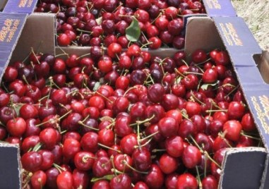Българските череши поддържат високи цени заради слабата реколта тъй като