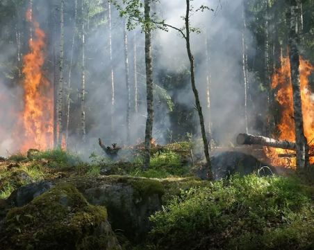 83 горски пожара са възникнали от началото на годината