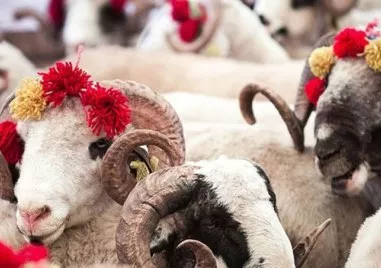 Мюсюлманите у нас отбелязват празника Курбан Байрам  Той е в памет