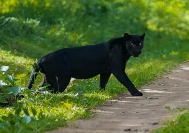 Търсенето на дивото животно в Шуменското плато продължава Нови мерки