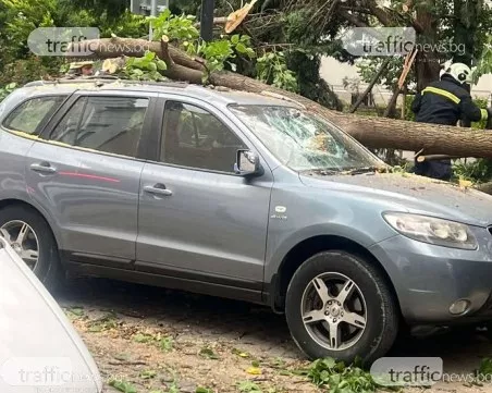 Огромен клон се стовари върху кола в Пловдив