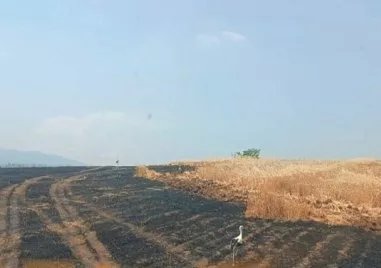 Огнена стихия унищожи над 400 декара ниви с пшеница в Ямболско
