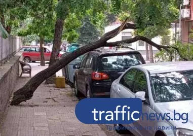 Дърво се стовари върху автомобил до училище в Пловдив
