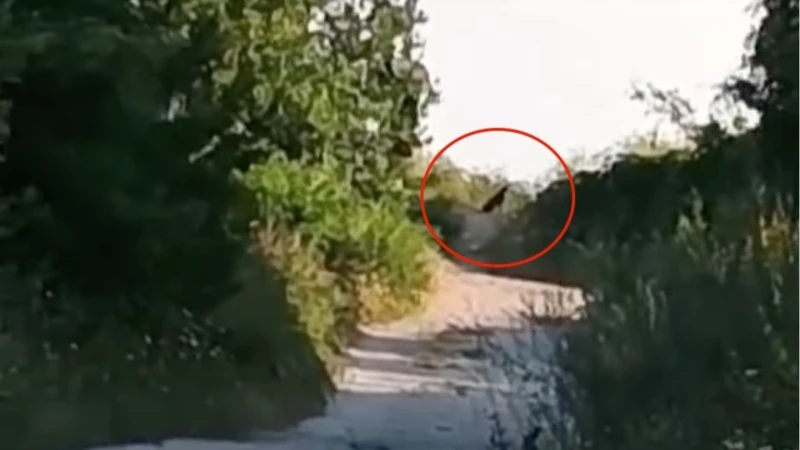 Девети ден продължава издирването на пантерата в Шумен