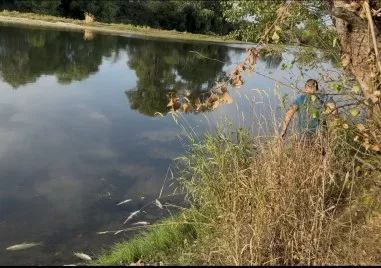 Сигнал за наличие на умряла риба в река Марица в