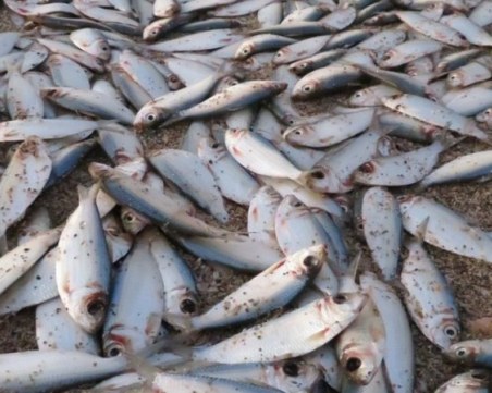 Мъртва риба изплува в река Марица край Пловдив