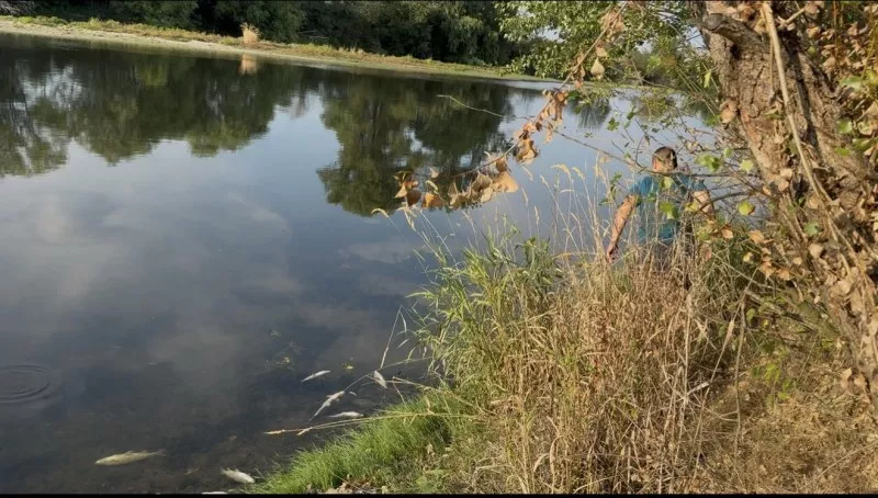 Сигнал за наличие на умряла риба в река Марица, в