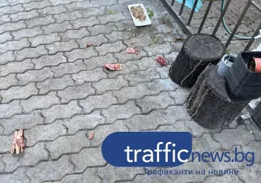 Ад под прозорците: Централна улица в Пловдив потъна в гниеща плът и зараза