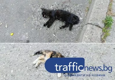 Отровиха малки котенца в централната част на Пловдив