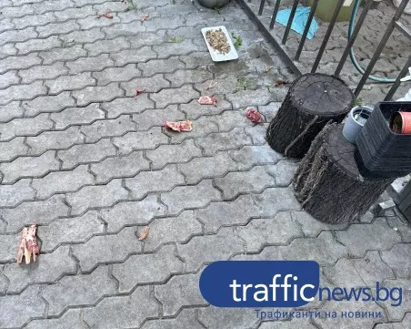 Ад под прозорците: Централна улица в Пловдив потъна в гниеща плът и зараза