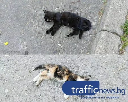 Отровиха малки котенца в централната част на Пловдив