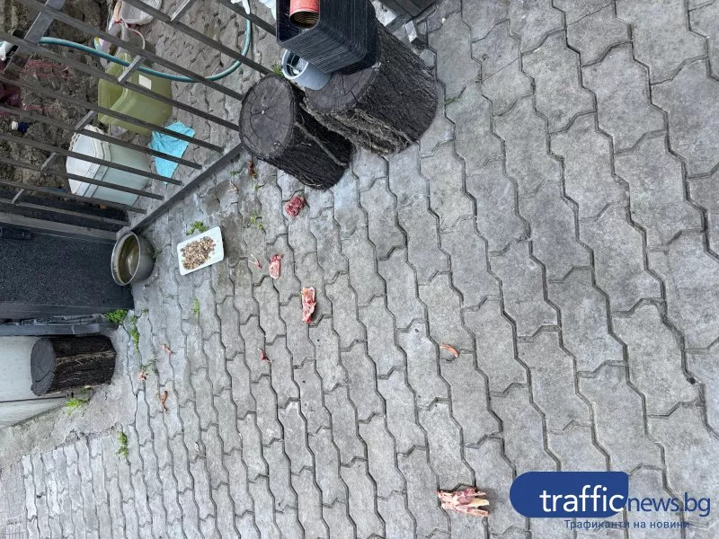 Ад под прозорците: Централна улица в Пловдив потъна в гниеща плът и зараза