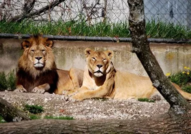 Лъвът Зевс който избяга тази нощ от зоопарка в Манавгат