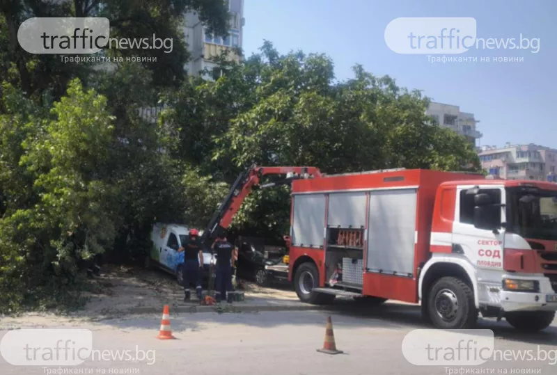 Дърво се стовари върху няколко автомобила в Пловдив
