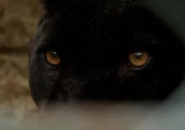 Тревожна информация около черния леопард и неговото изчезване край Шумен