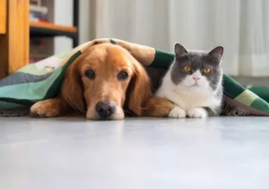 Група учени проведоха необичаен експеримент за да проверят добре познатото