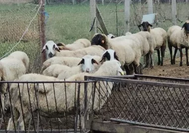 Областната епизоотична комисия поиска общините от Пловдивска област да предприемат