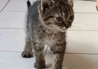 Десетки пловдивчани се обединиха за спасяването на малкото котенце което