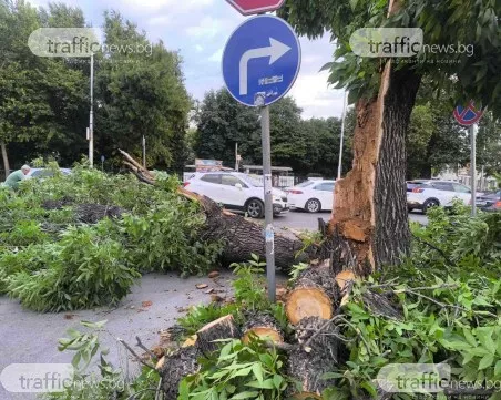 Силен вятър събори десетки дървета в Пловдив, има нанесени щети