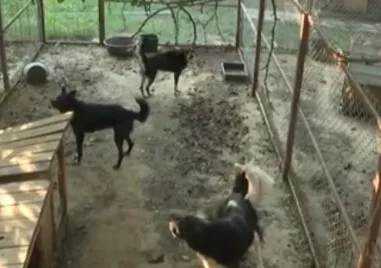 Стотици кучета бедстват в приют в плевенското село Коиловци подложени