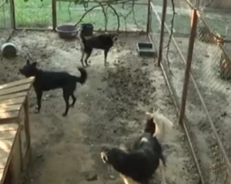 Стотици кучета бедстват в приют в Плевенско, подложени са на глад и самоизяждане