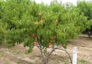 Катастрофална година за българските производители на праскови