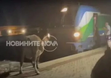 Крави спряха бързия влак Бургас- София
