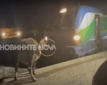Крави спряха бързия влак Бургас- София