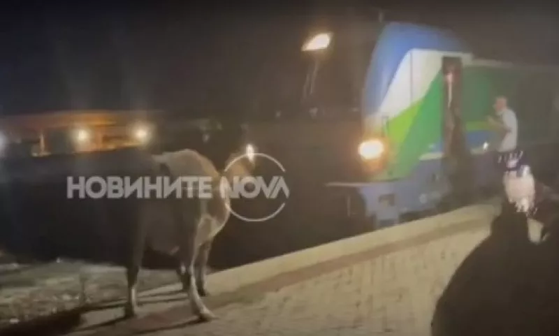 Крави спряха бързия влак Бургас- София