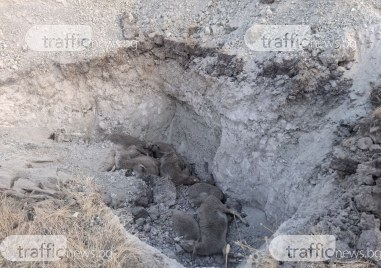 Загробват умъртвени болни от шарка животни край водоизточник и параклис с лековита вода в Първомайско