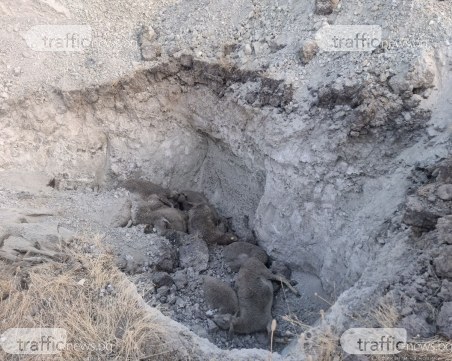 Загробват умъртвени болни от шарка животни край водоизточник и параклис с лековита вода в Първомайско